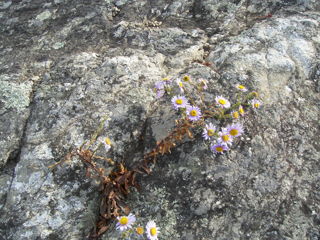 SDC12114.jpg