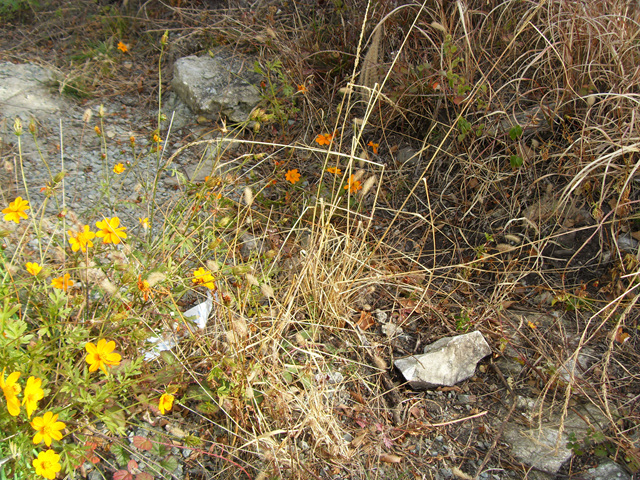SDC12121.jpg