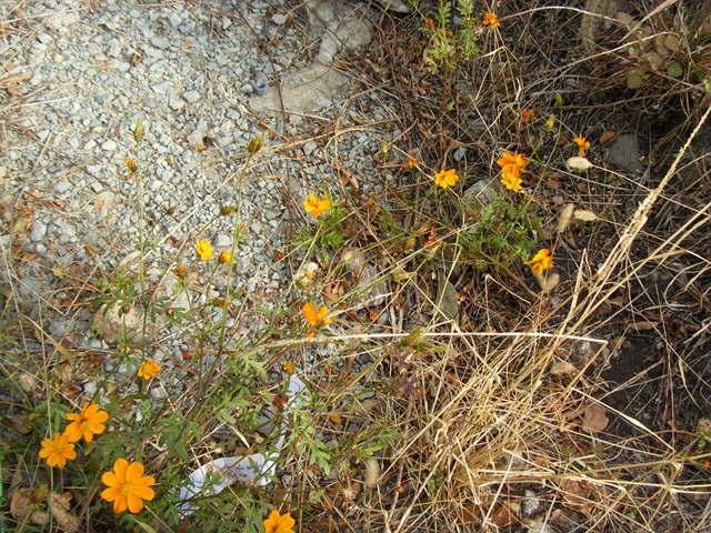 SDC12122.jpg