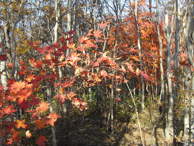 SDC12011.jpg