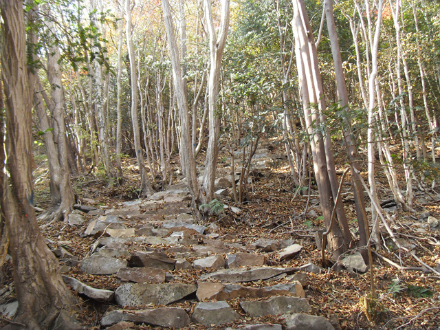 SDC12015.jpg