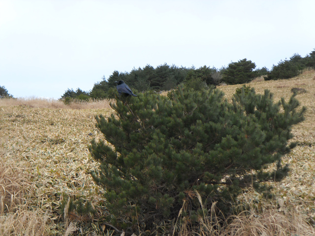 SDC12225.jpg