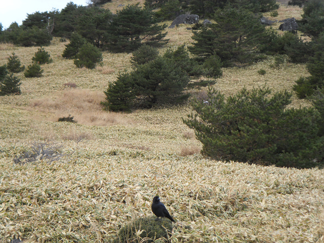 SDC12226.jpg