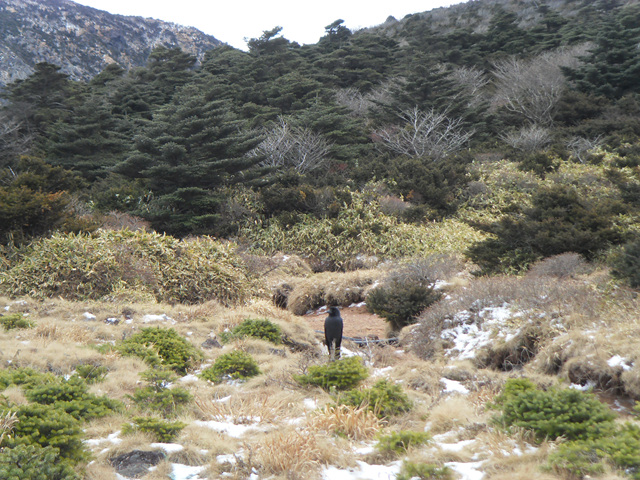 SDC12242.jpg