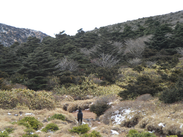 SDC12243.jpg