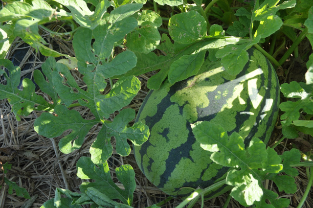 DSC_0221.jpg