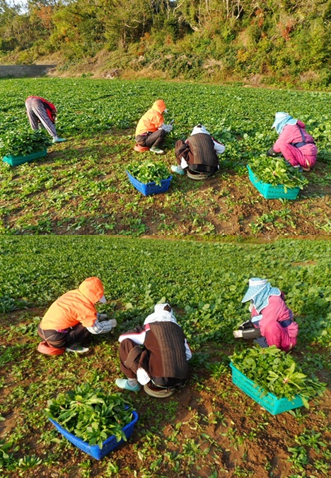 시금치(1).jpg