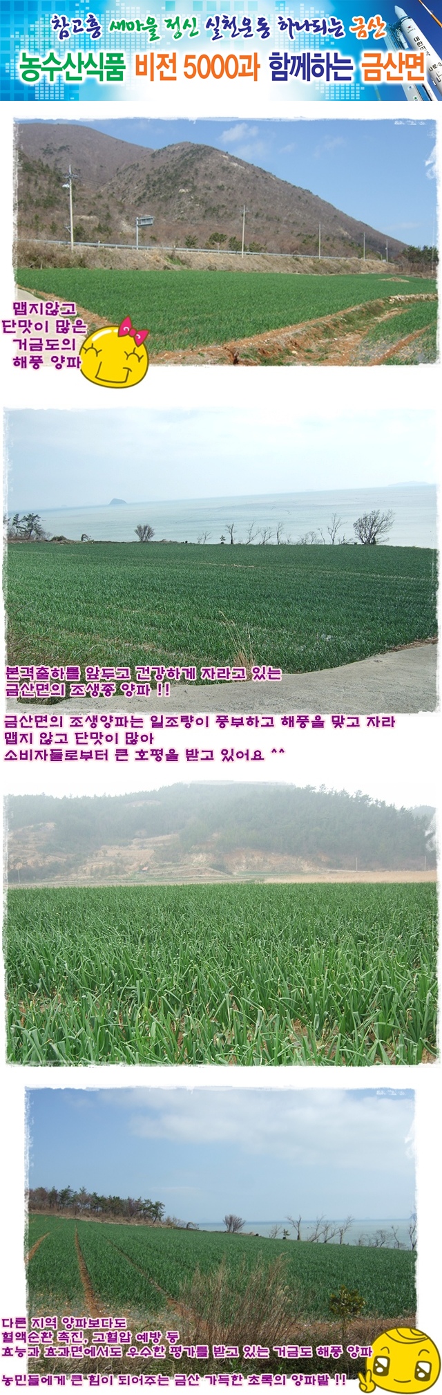 거금도해풍양파.jpg