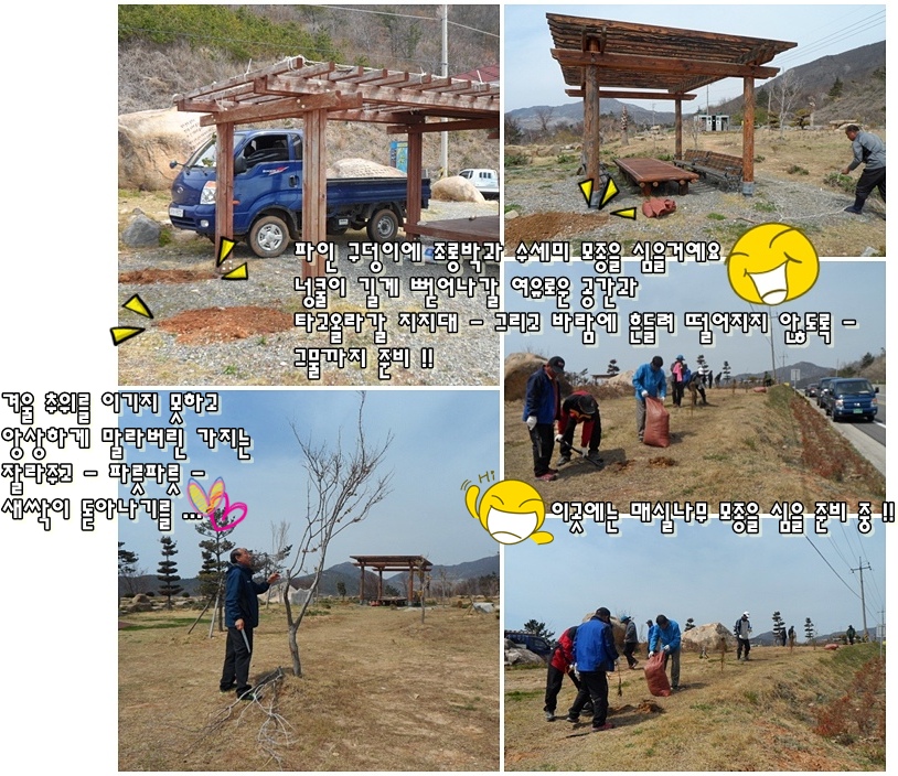 금의회나무1(게시용).jpg