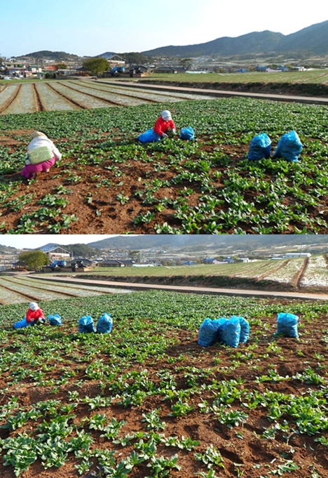 거금도 시금치(게시).jpg