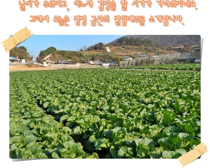 절임배추1(게시용).JPG
