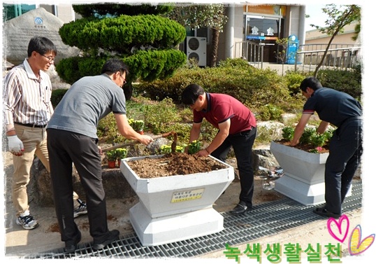국화식재.JPG