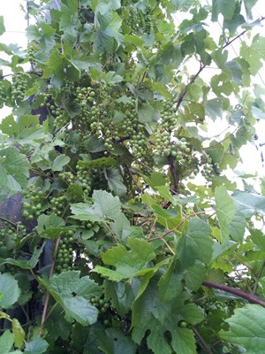 20120719_063023.jpg