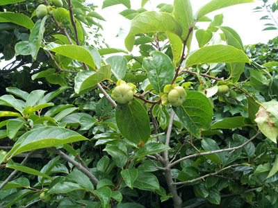 20120704_01.jpg