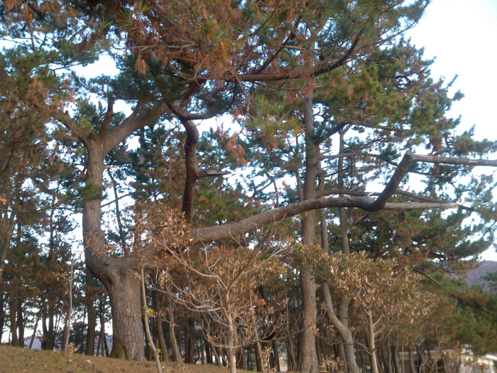 IMG_20121127_170555.jpg