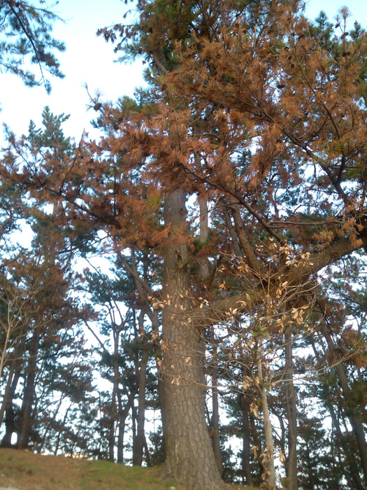 IMG_20121127_170457.jpg