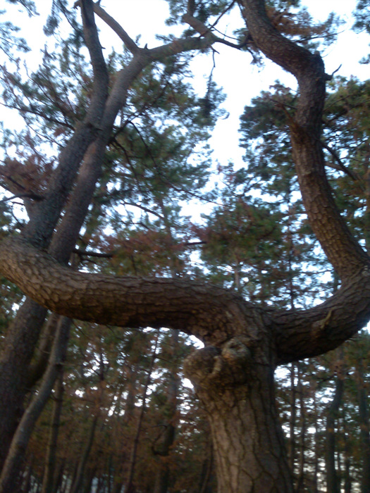 IMG_20121127_171056.jpg