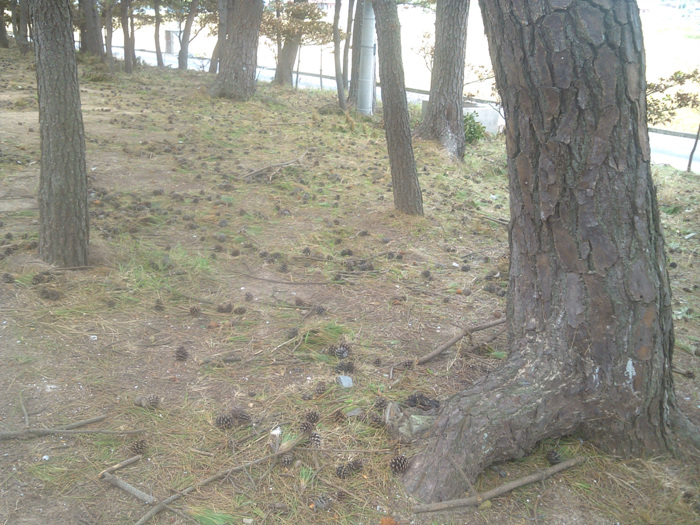 IMG_20120907_133230.jpg