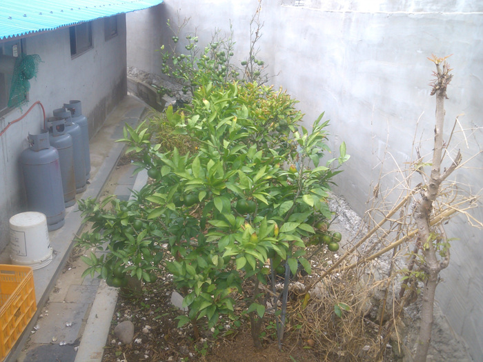 IMG_20120907_131745.jpg